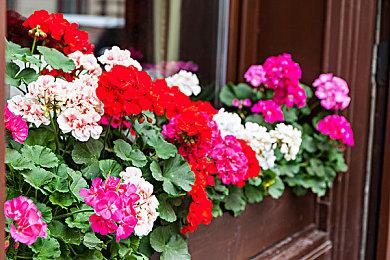 美少女卡牌游戏《幻日夜羽：蜃景努玛梓》明年上市